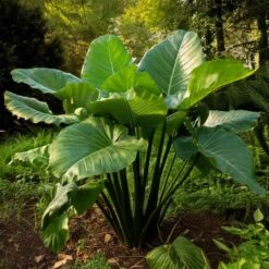 7/9 In. Colocasia Upright Black Elephant Ear Bulbs (Bag Of 5)