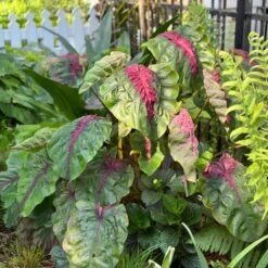 7/9 In. Colocasia Madeira Star Elephant Ear Bulbs (Bag Of 1) -Garden State Bulb garden state bulb flower bulbs ecs 221 01 01 31 1000