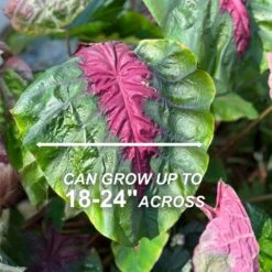 7/9 Inches, Colocasia Madeira Star Elephant Ear Bulbs (Bag Of 3) -Garden State Bulb garden state bulb flower bulbs ecs 221 03 03 4f 1000