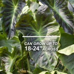 7/9 In. Colocasia Aloha Elephant Ear Bulbs (Bag Of 1) -Garden State Bulb garden state bulb flower bulbs ecs 222 01 01 4f 1000