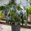 7/9 In. Colocasia Aloha Elephant Ear Bulbs (Bag Of 1) -Garden State Bulb garden state bulb flower bulbs ecs 222 01 01 64 1000