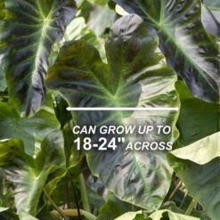 7/9 In. Colocasia Aloha Elephant Ear Bulbs (Bag Of 3) -Garden State Bulb garden state bulb flower bulbs ecs 222 03 03 4f 1000