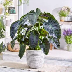 7/9 In. Colocasia Aloha Elephant Ear Bulbs (Bag Of 5) -Garden State Bulb garden state bulb flower bulbs ecs 222 05 05 31 1000