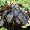 7/9 In., Colocasia Black Coral Elephant Ear Bulbs (Bag Of 1) -Garden State Bulb garden state bulb flower bulbs ecs 223 01 01 64 1000