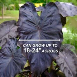 7/9 In. Colocasia Black Coral Elephant Ear Bulbs (Bag Of 3) -Garden State Bulb garden state bulb flower bulbs ecs 223 03 03 4f 1000