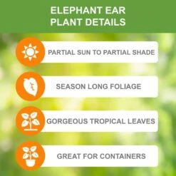 7/9 In. Colocasia Black Coral Elephant Ear Bulbs (Bag Of 3) -Garden State Bulb garden state bulb flower bulbs ecs 223 03 03 c3 1000
