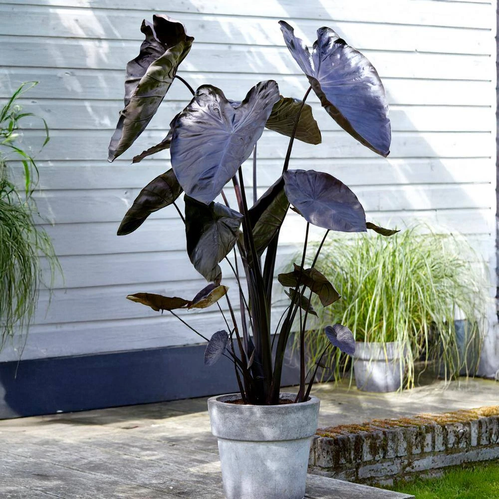 7/9 In. Colocasia Black Coral Elephant Ear Bulbs (Bag Of 5) 10 7/9 In. Colocasia Black Coral Elephant Ear Bulbs (Bag Of 5) - Image 8