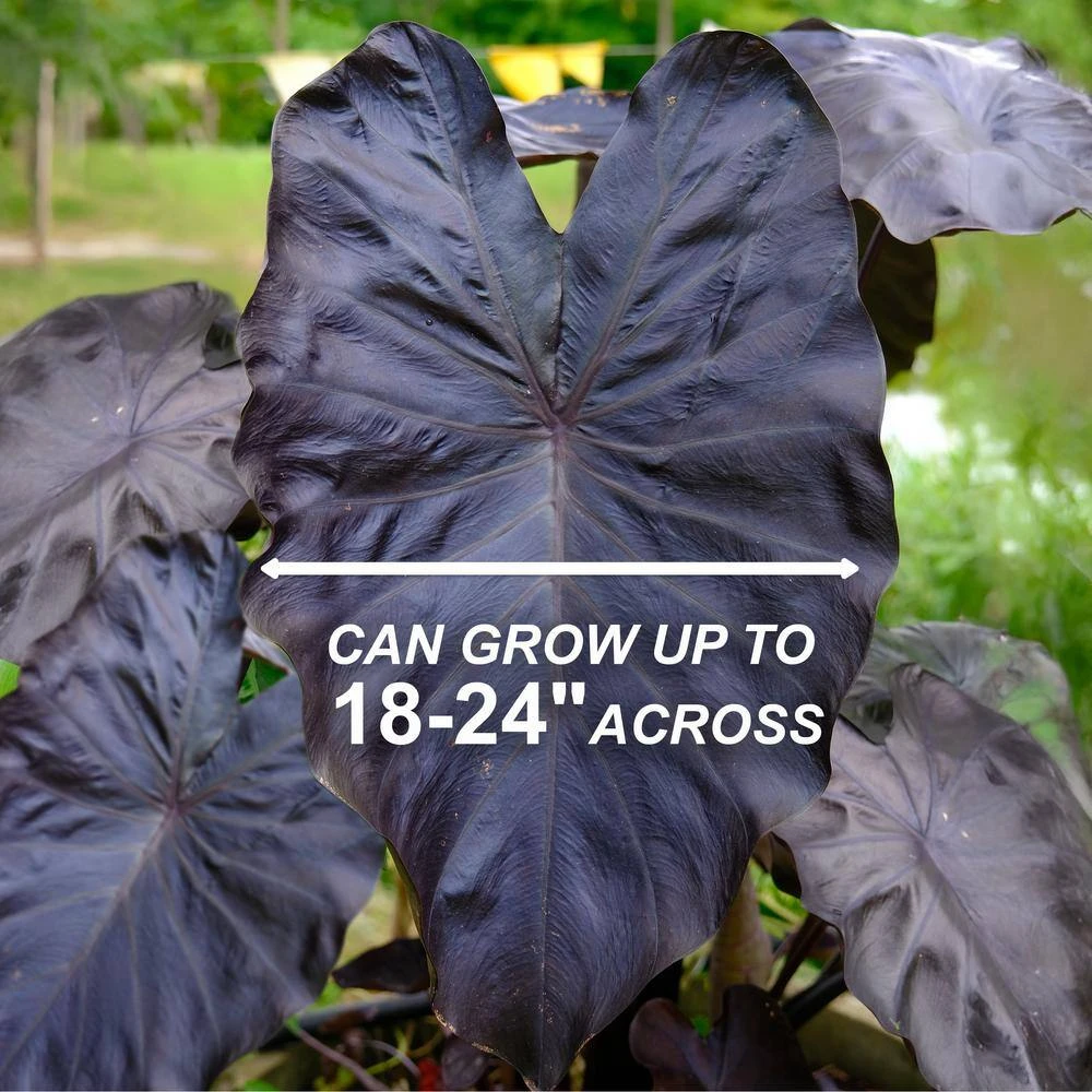 7/9 In. Colocasia Black Coral Elephant Ear Bulbs (Bag Of 5) 5 7/9 In. Colocasia Black Coral Elephant Ear Bulbs (Bag Of 5) - Image 3