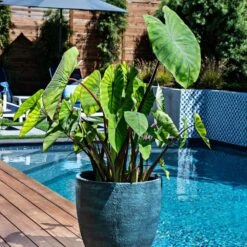 7/9 In. Colocasia Blue Hawaii Elephant Ear Bulbs (Bag Of 1) -Garden State Bulb garden state bulb flower bulbs ecs 224 01 01 31 1000