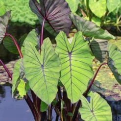 7/9 In. Colocasia Blue Hawaii Elephant Ear Bulbs (Bag Of 1)