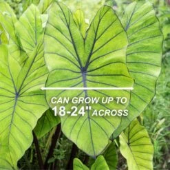 7/9 Inches, Colocasia Blue Hawaii Elephant Ear Bulbs (Bag Of 3) -Garden State Bulb garden state bulb flower bulbs ecs 224 03 03 4f 1000