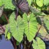7/9 In. Colocasia Blue Hawaii Elephant Ear Bulbs (Bag Of 5) -Garden State Bulb garden state bulb flower bulbs ecs 224 05 05 64 1000