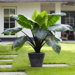 7/9 Inches, Colocasia Black Stem Elephant Ear Bulbs (Bag Of 3) -Garden State Bulb garden state bulb flower bulbs ecs 225 03 03 31 1000