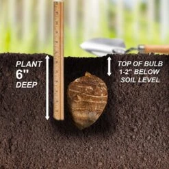 7/9 Inches, Colocasia Black Stem Elephant Ear Bulbs (Bag Of 3) -Garden State Bulb garden state bulb flower bulbs ecs 225 03 03 44 1000