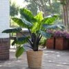 7/9 Inches, Colocasia Black Stem Elephant Ear Bulbs (Bag Of 3) 1 7/9 Inches, Colocasia Black Stem Elephant Ear Bulbs (Bag Of 3) -Garden State Bulb garden state bulb flower bulbs ecs 225 03 03 64 1000