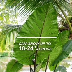 7/9 In. Colocasia Black Stem Elephant Ear Bulbs (Bag Of 5) -Garden State Bulb garden state bulb flower bulbs ecs 225 05 05 4f 1000