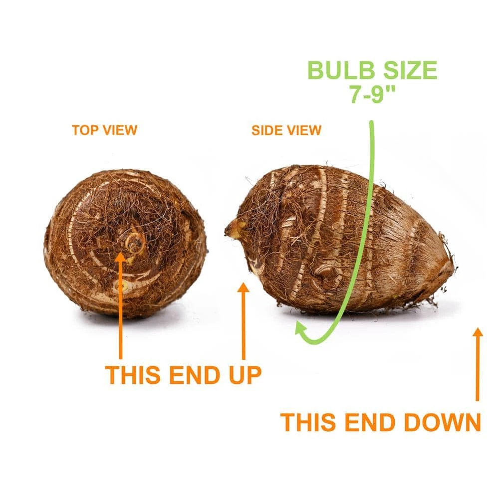 7/9 In. Colocasia Illustris Elephant Ear Bulbs (Bag Of 1) 6 7/9 In. Colocasia Illustris Elephant Ear Bulbs (Bag Of 1) - Image 4