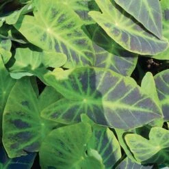 7/9 In. Colocasia Illustris Elephant Ear Bulbs (Bag Of 1) 17 7/9 In. Colocasia Illustris Elephant Ear Bulbs (Bag Of 1) -Garden State Bulb garden state bulb flower bulbs ecs 226 01 01 31 1000