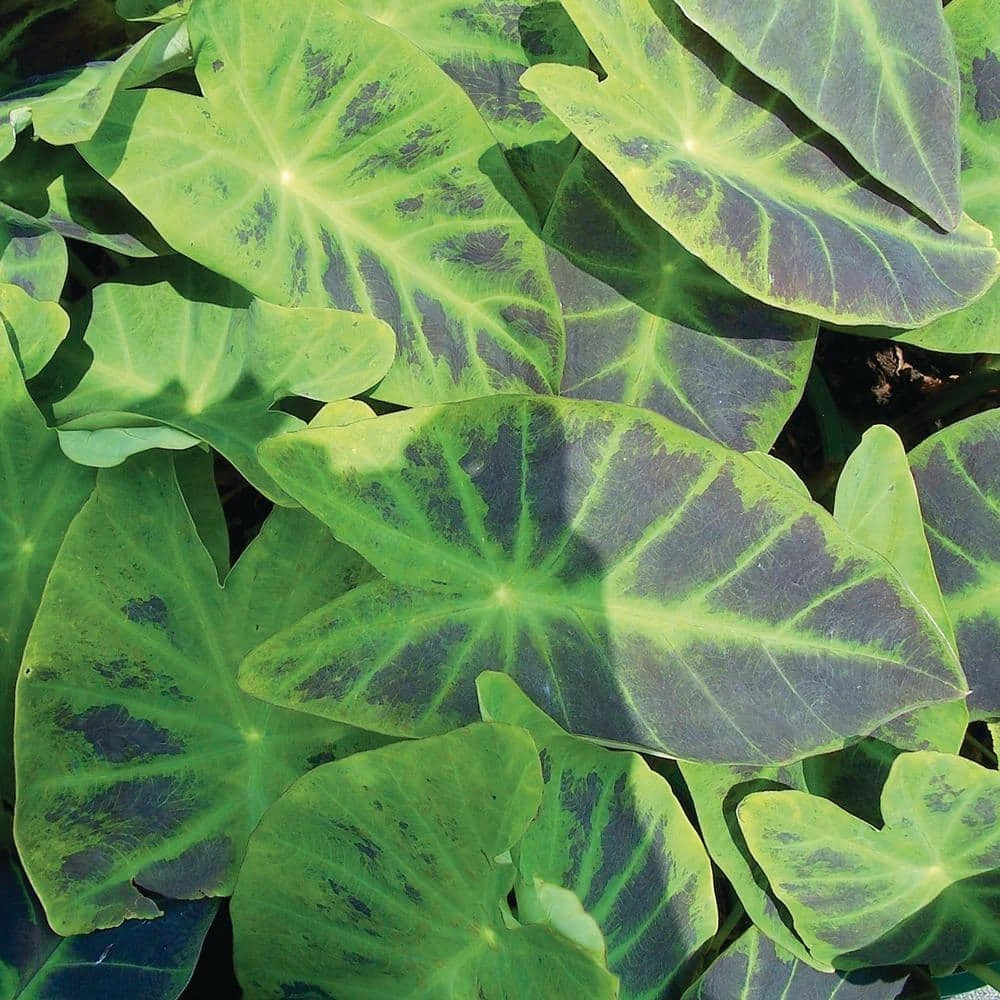 7/9 In. Colocasia Illustris Elephant Ear Bulbs (Bag Of 1) 10 7/9 In. Colocasia Illustris Elephant Ear Bulbs (Bag Of 1) - Image 8