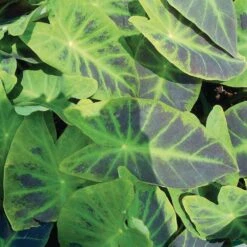 7/9 In. Colocasia Illustris Elephant Ear Bulbs (Bag Of 3) 17 7/9 In. Colocasia Illustris Elephant Ear Bulbs (Bag Of 3) -Garden State Bulb garden state bulb flower bulbs ecs 226 03 03 31 1000