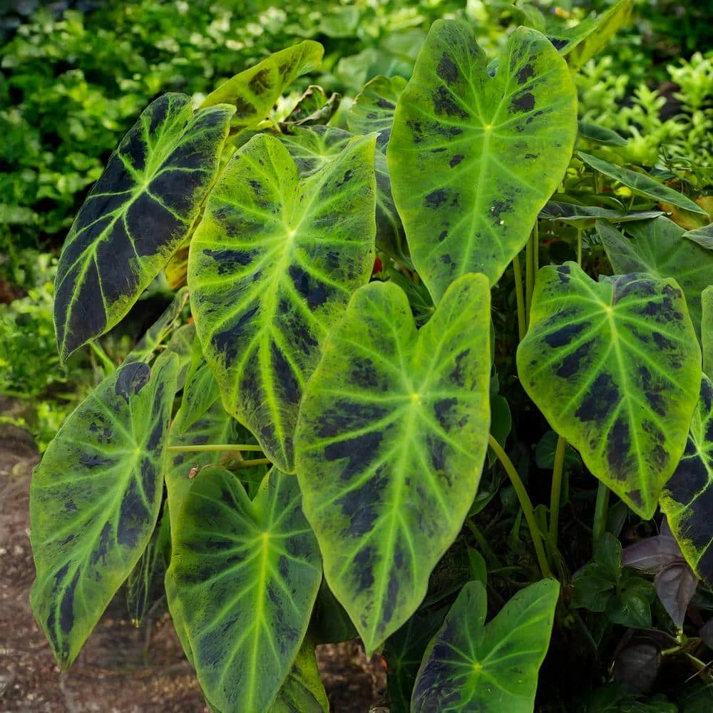 7/9 In. Colocasia Illustris Elephant Ear Bulbs (Bag Of 3) 3 7/9 In. Colocasia Illustris Elephant Ear Bulbs (Bag Of 3)