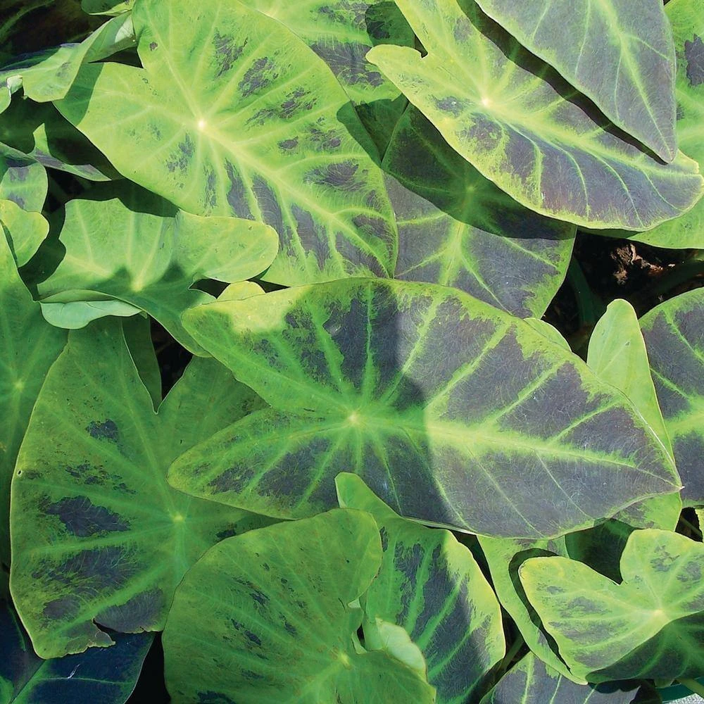 7/9 In., Colocasia Illustris Elephant Ear Bulbs (Bag Of 5) 10 7/9 In., Colocasia Illustris Elephant Ear Bulbs (Bag Of 5) - Image 8