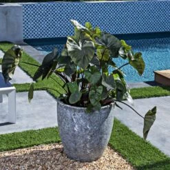 7/9 In. Colocasia Kona Coffee Elephant Ear Bulbs (Bag Of 1) -Garden State Bulb garden state bulb flower bulbs ecs 227 01 01 31 1000