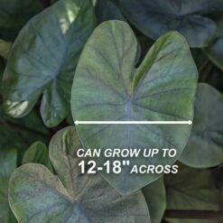 7/9 In. Colocasia Kona Coffee Elephant Ear Bulbs (Bag Of 1) -Garden State Bulb garden state bulb flower bulbs ecs 227 01 01 4f 1000