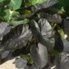 7/9 In. Colocasia Kona Coffee Elephant Ear Bulbs (Bag Of 3) 1 7/9 In. Colocasia Kona Coffee Elephant Ear Bulbs (Bag Of 3) -Garden State Bulb garden state bulb flower bulbs ecs 227 03 03 64 1000