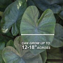 7/9 Inches, Colocasia Kona Coffee Elephant Ear Bulbs (Bag Of 5) -Garden State Bulb garden state bulb flower bulbs ecs 227 05 05 4f 1000