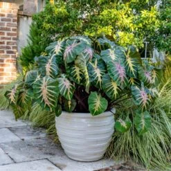 7/9 In. Colocasia Waikiki Elephant Ear Bulbs (Bag Of 1) 17 7/9 In. Colocasia Waikiki Elephant Ear Bulbs (Bag Of 1) -Garden State Bulb garden state bulb flower bulbs ecs 228 01 01 31 1000
