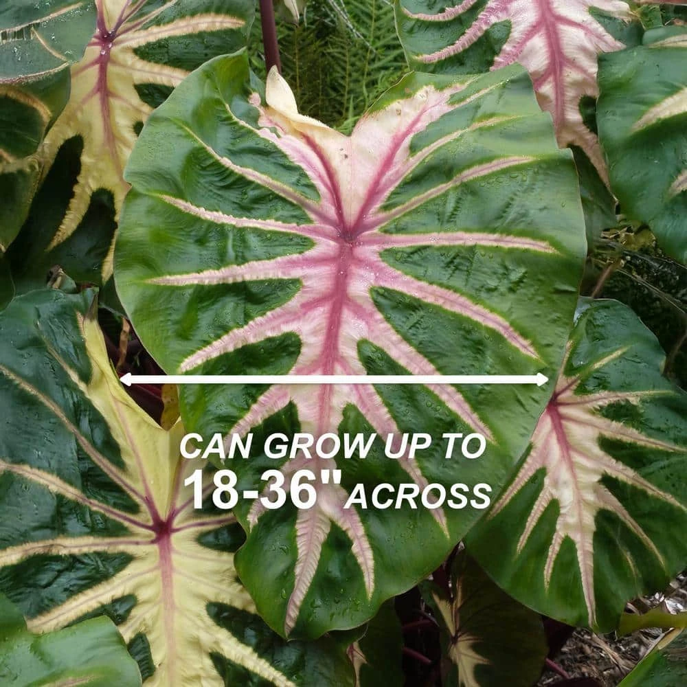 7/9 In. Colocasia Waikiki Elephant Ear Bulbs (Bag Of 1) 5 7/9 In. Colocasia Waikiki Elephant Ear Bulbs (Bag Of 1) - Image 3