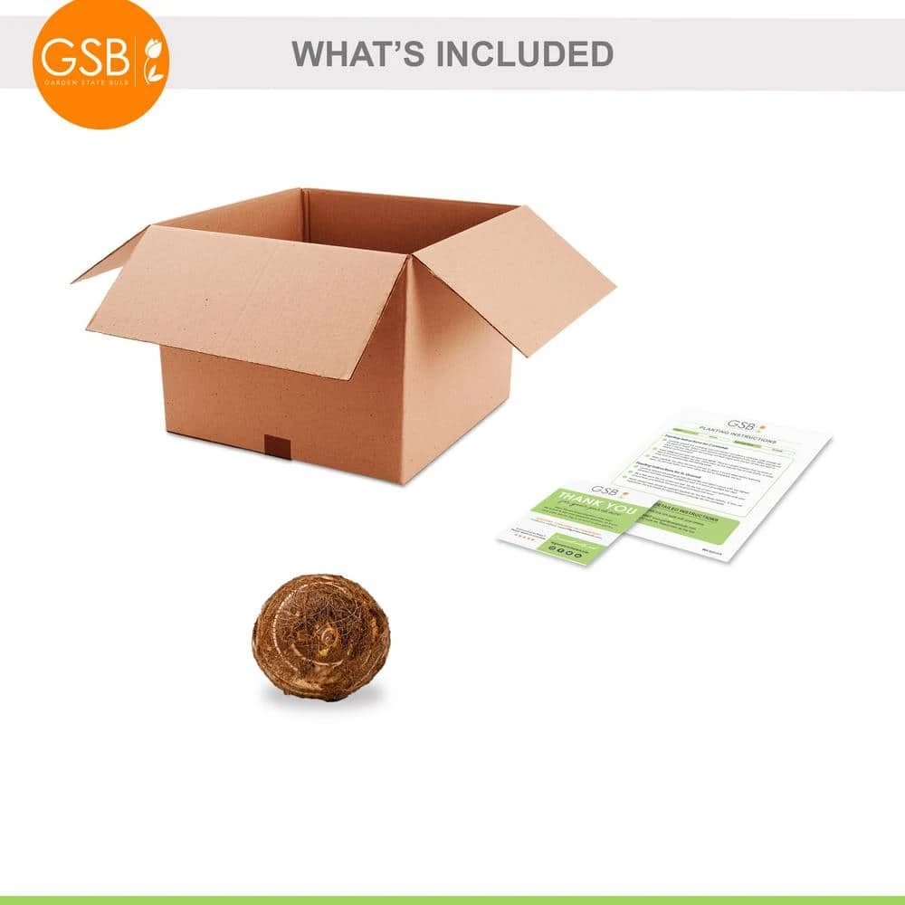 7/9 In. Colocasia Waikiki Elephant Ear Bulbs (Bag Of 1) 9 7/9 In. Colocasia Waikiki Elephant Ear Bulbs (Bag Of 1) - Image 7