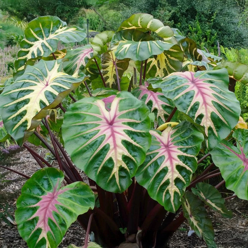 7/9 Inches, Colocasia Waikiki Elephant Ear Bulbs (Bag Of 3) 3 7/9 Inches, Colocasia Waikiki Elephant Ear Bulbs (Bag Of 3)
