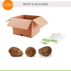 7/9 Inches, Colocasia Waikiki Elephant Ear Bulbs (Bag Of 3) 16 7/9 Inches, Colocasia Waikiki Elephant Ear Bulbs (Bag Of 3) -Garden State Bulb garden state bulb flower bulbs ecs 228 03 03 76 1000