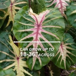 7/9 In. Colocasia Waikiki Elephant Ear Bulbs (Bag Of 5) 12 7/9 In. Colocasia Waikiki Elephant Ear Bulbs (Bag Of 5) -Garden State Bulb garden state bulb flower bulbs ecs 228 05 05 4f 1000