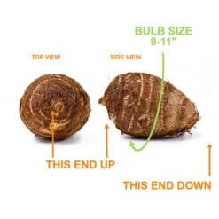 9/11 In. Colocasia White Lava Elephant Ear Bulbs (Bag Of 1) -Garden State Bulb garden state bulb flower bulbs ecs 229 01 01 1f 1000