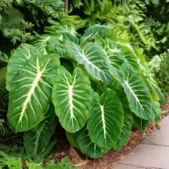 9/11 In. Colocasia White Lava Elephant Ear Bulbs (Bag Of 1) -Garden State Bulb garden state bulb flower bulbs ecs 229 01 01 31 1000