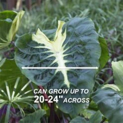 9/11 In. Colocasia White Lava Elephant Ear Bulbs (Bag Of 1) -Garden State Bulb garden state bulb flower bulbs ecs 229 01 01 4f 1000