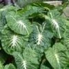 9/11 In. Colocasia White Lava Elephant Ear Bulbs (Bag Of 5)