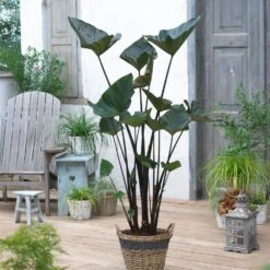 9/11 In. Colocasia Teacup Elephant Ear Bulbs (Bag Of 3) -Garden State Bulb garden state bulb flower bulbs ecs 230 03 03 31 1000