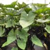 9/11 In. Colocasia Teacup Elephant Ear Bulbs (Bag Of 3) -Garden State Bulb garden state bulb flower bulbs ecs 230 03 03 64 1000