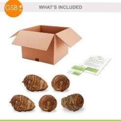 9/11 In. Colocasia Teacup Elephant Ear Bulbs (Bag Of 5) -Garden State Bulb garden state bulb flower bulbs ecs 230 05 05 76 1000