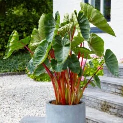 7/9 In. Hawaiian Punch Elephant Ear Bulbs (Bag Of 1)