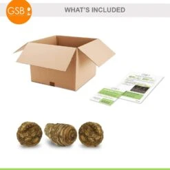 7/9 In. Hawaiian Punch Elephant Ear Bulbs (Bag Of 3) -Garden State Bulb garden state bulb flower bulbs ecs 231 03 03 fa 1000