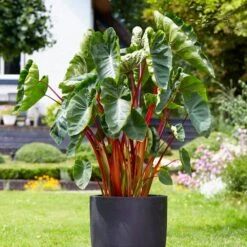 7/9 In. Hawaiian Punch Elephant Ear Bulbs (Bag Of 5) -Garden State Bulb garden state bulb flower bulbs ecs 231 05 05 31 1000