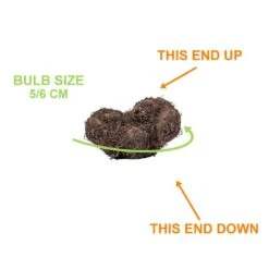 Bare Roots, Begonia Picotee Sunburst Flower Bulbs (Bag Of 10) 12 Bare Roots, Begonia Picotee Sunburst Flower Bulbs (Bag Of 10) -Garden State Bulb garden state bulb flower bulbs ecs 232 10 01 1f 1000