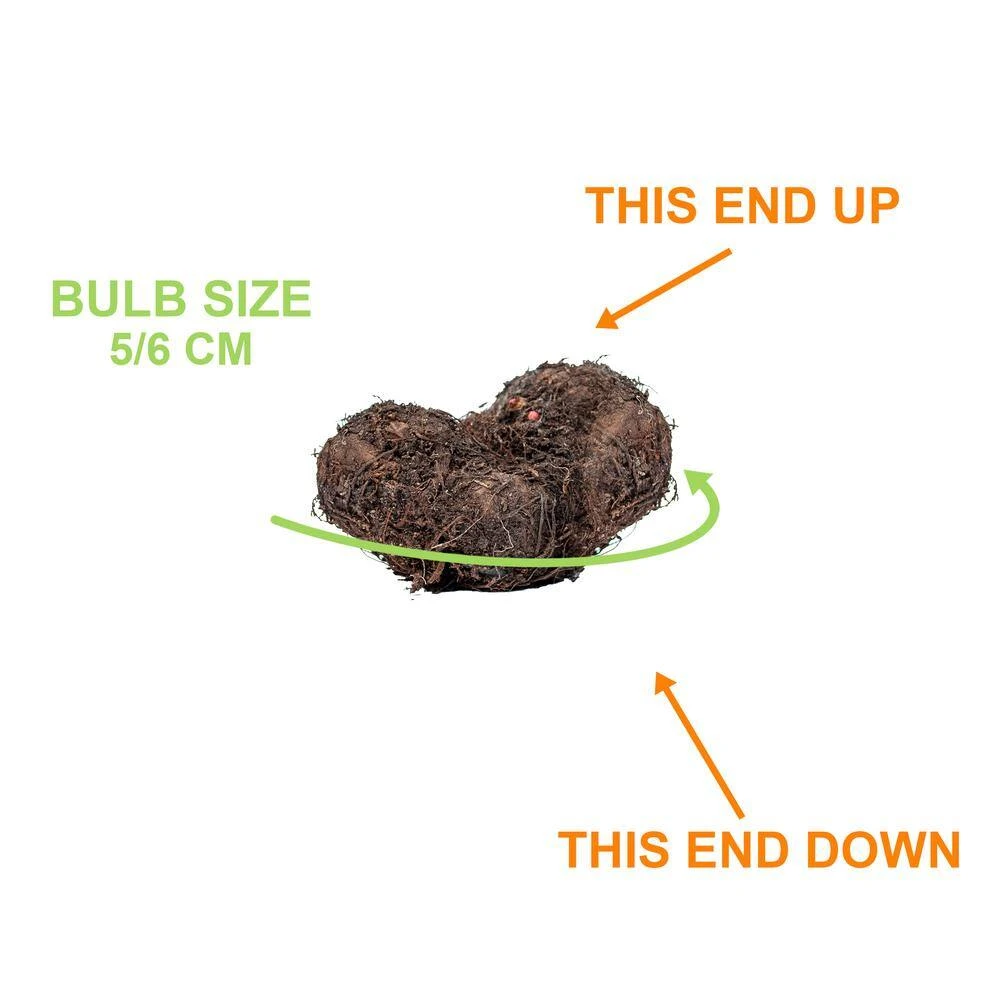 Bare Roots, Begonia Picotee Sunburst Flower Bulbs (Bag Of 10) 6 Bare Roots, Begonia Picotee Sunburst Flower Bulbs (Bag Of 10) - Image 4