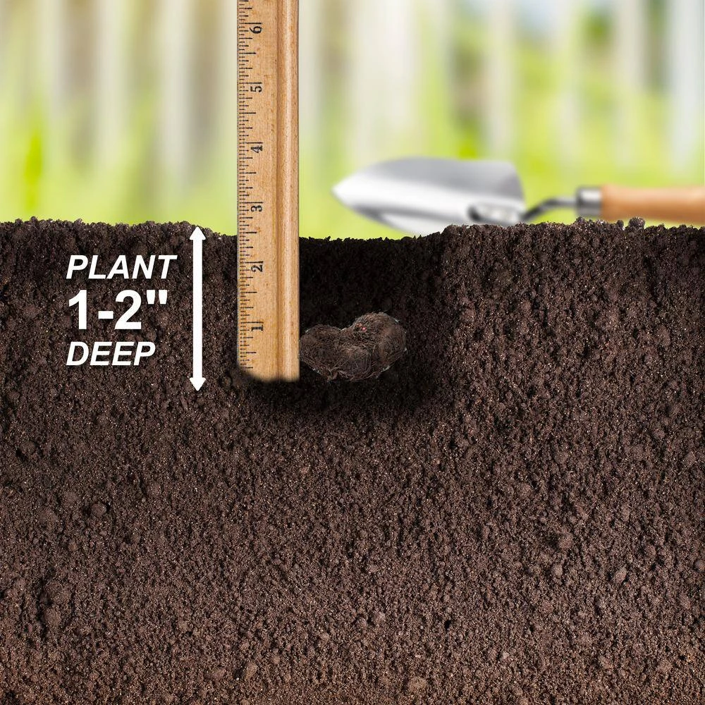 Bare Roots, Begonia Picotee Sunburst Flower Bulbs (Bag Of 10) 7 Bare Roots, Begonia Picotee Sunburst Flower Bulbs (Bag Of 10) - Image 5