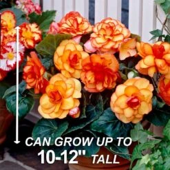 Bare Roots, Begonia Picotee Sunburst Flower Bulbs (Bag Of 10) 11 Bare Roots, Begonia Picotee Sunburst Flower Bulbs (Bag Of 10) -Garden State Bulb garden state bulb flower bulbs ecs 232 10 01 4f 1000